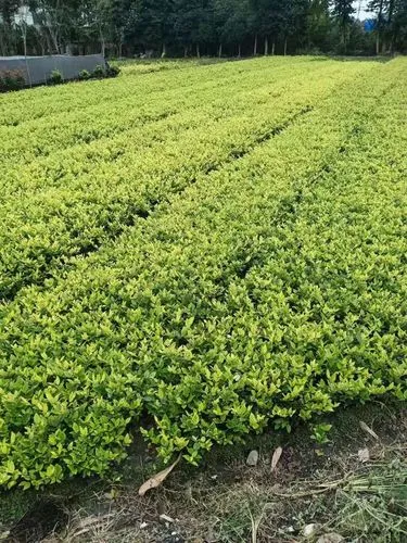 户县涝店镇绿化工程项目